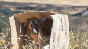 En 2023 se recogieron más de 286.000 perros y gatos, una cifra que se mantiene estable